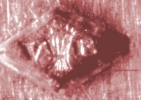 Bleicker, Valentin