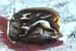 SD in script under a crown mark, Sandilands Drinkwater , London 1750 c. 