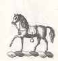 Crest Trotter