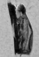 duty drawback mark with free standing figure