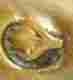 pseudo silverplate mark