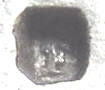 Assay Office control mark F L'viv/Lemberg 1867-1872