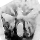 Czechoslovakia silver hallmarks: transitional for ancient Austrian works 1921 - 1929