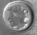 Kingdom of the Netherlands: Regional Assay Office mark The Hague: from 1906
