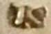 JS unidentified (Latvia)