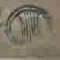 trade mark: PINDER BROTHERS< - PINDER BROS LTD